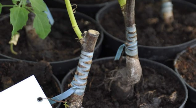 Rootstock Choice for Fruit Trees